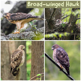 Broad-winged Hawk